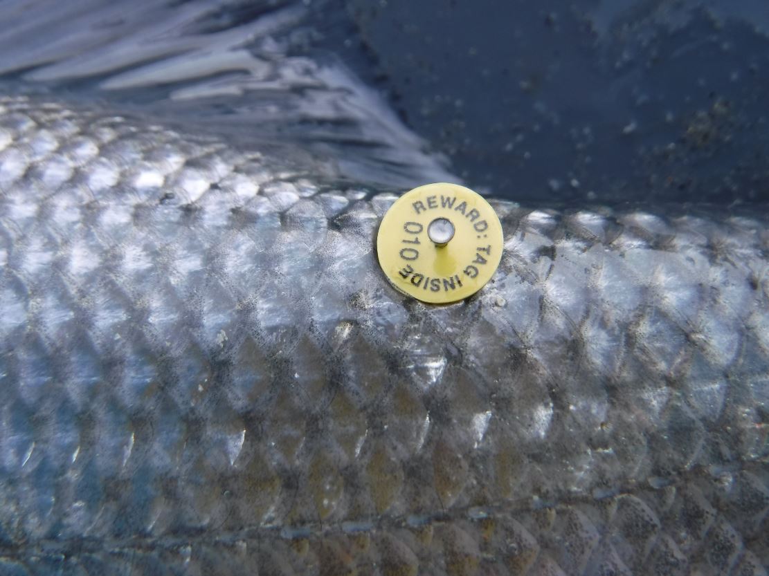 Seasonal habitat use and migration of European seabass in the southern